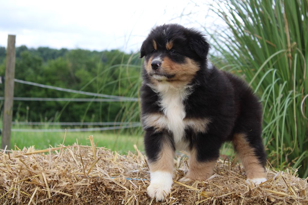 Of Wolf Descendants - Chiots disponibles - Berger Australien