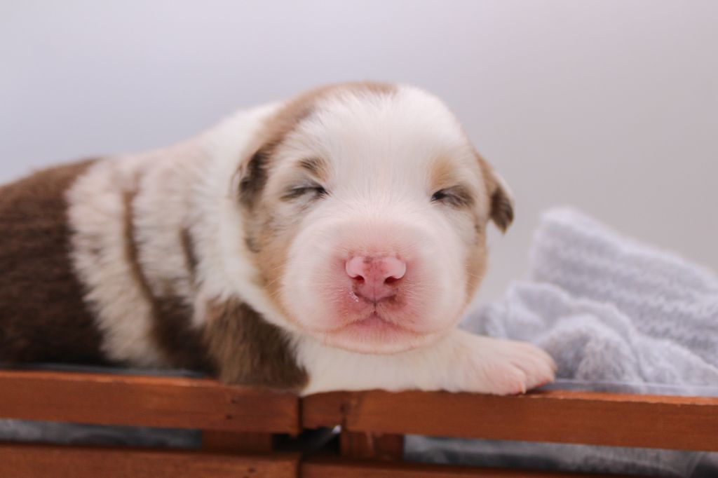 Of Wolf Descendants - Chiots disponibles - Berger Australien