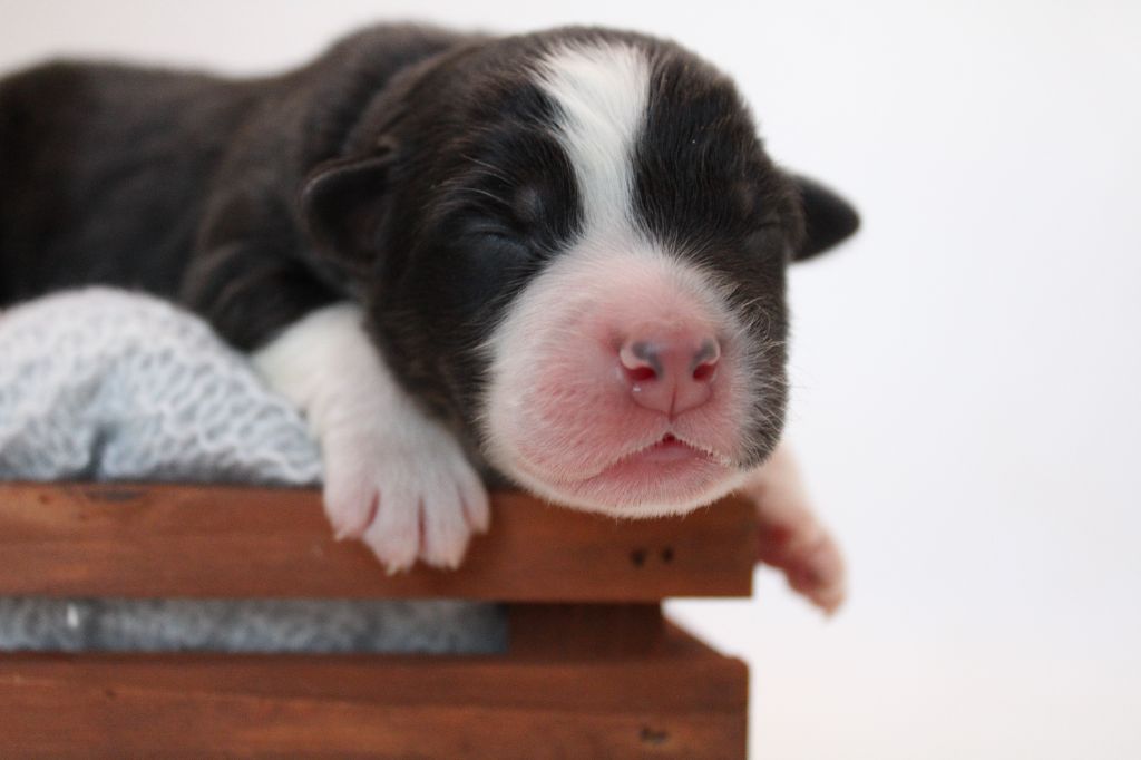 Of Wolf Descendants - Chiots disponibles - Berger Australien