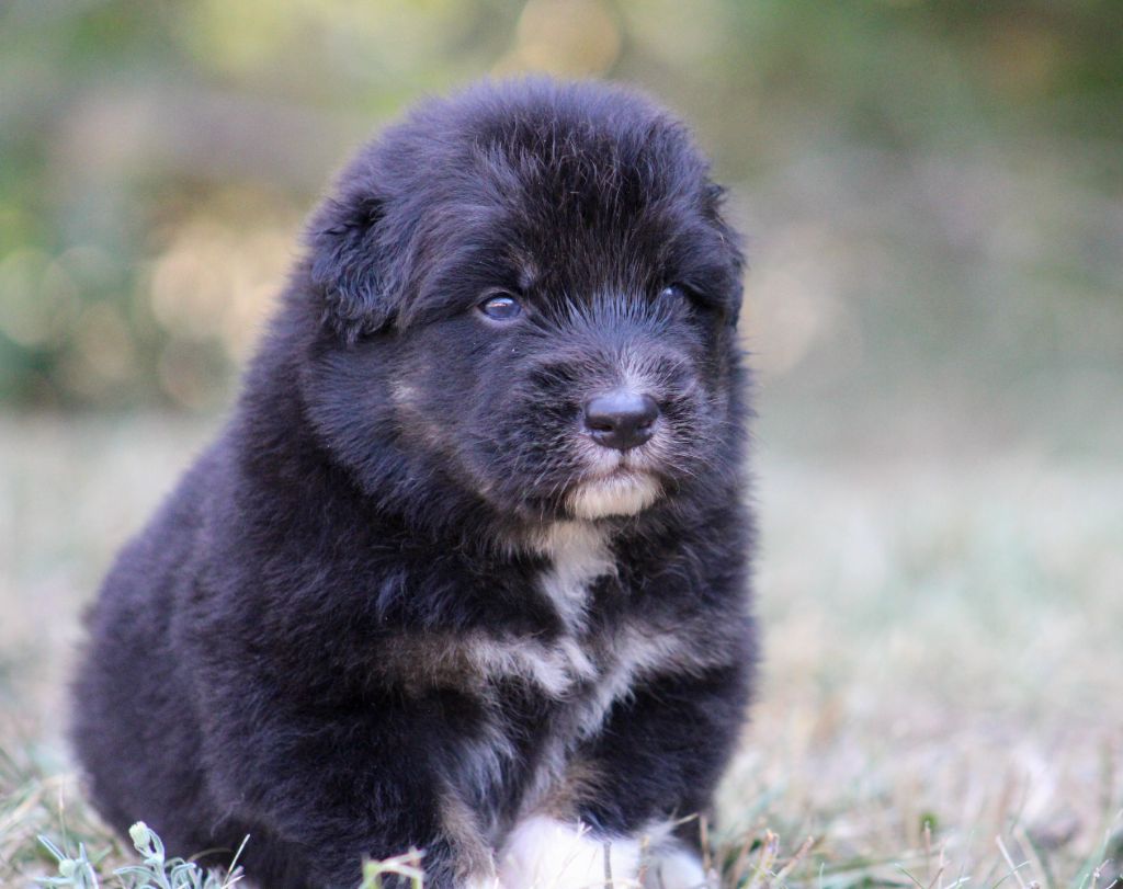 Of Wolf Descendants - Chiots disponibles - Berger Australien