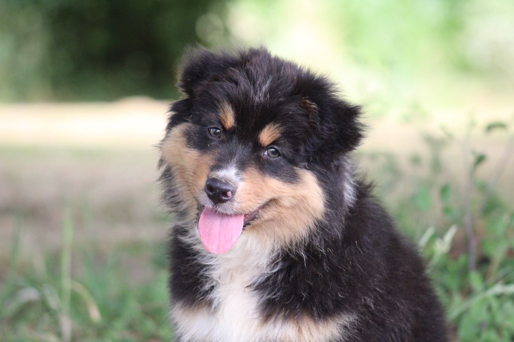 Of Wolf Descendants - Chiots disponibles - Berger Australien
