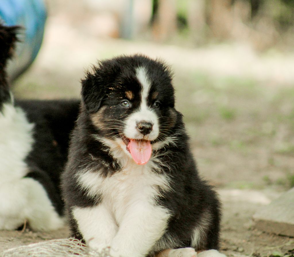 Of Wolf Descendants - Chiots disponibles - Berger Australien
