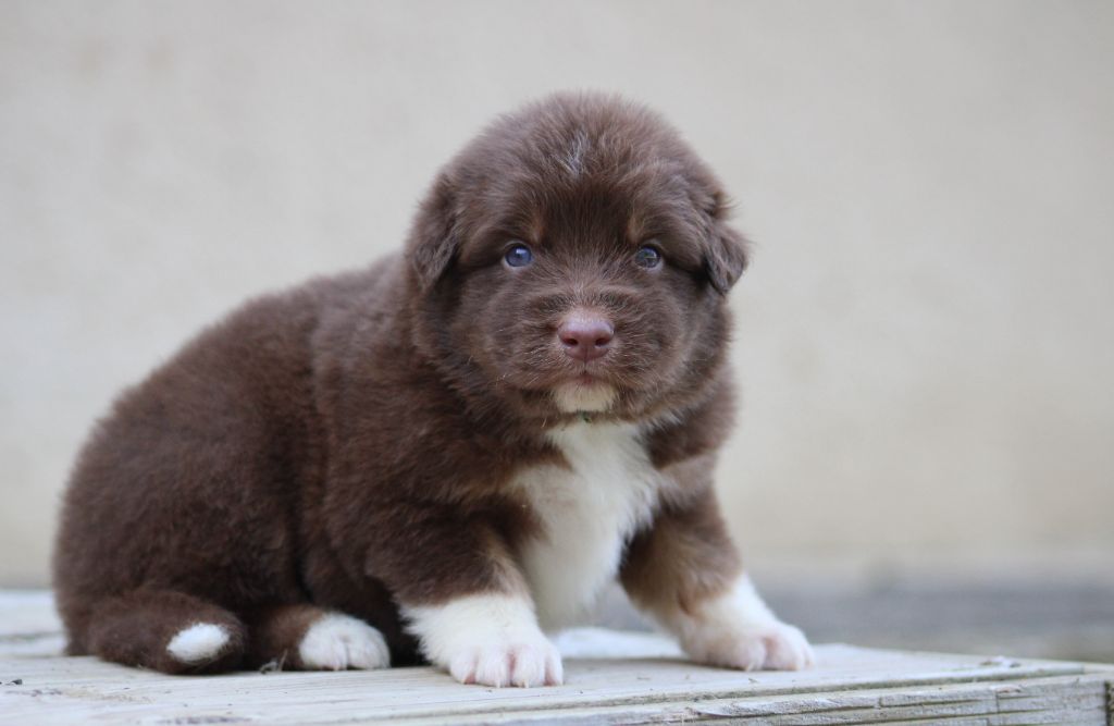 Of Wolf Descendants - Chiots disponibles - Berger Australien