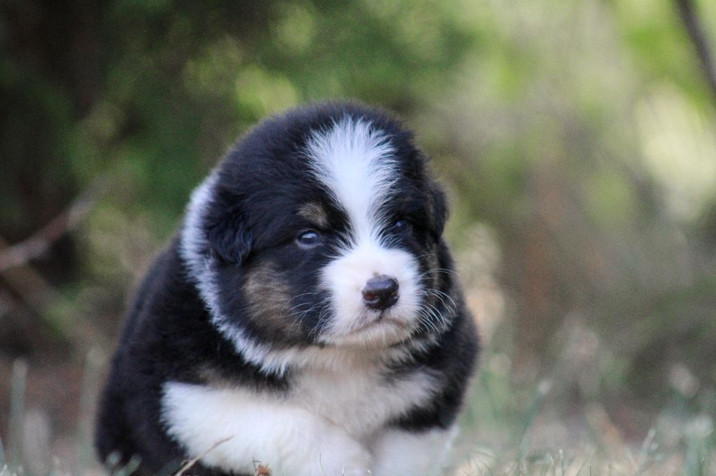 Of Wolf Descendants - Chiots disponibles - Berger Australien