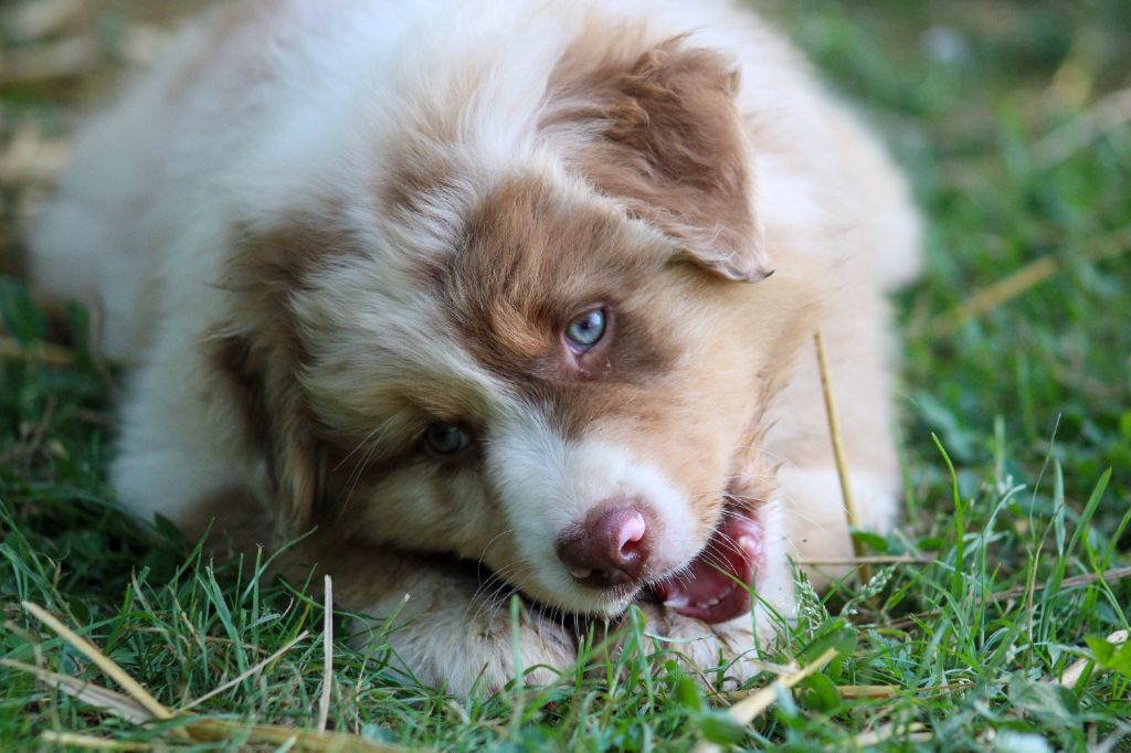 Of Wolf Descendants - Chiots disponibles - Berger Australien