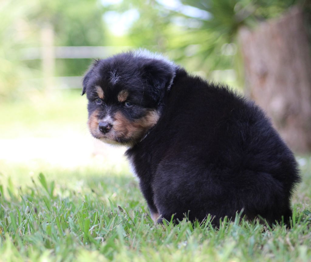Of Wolf Descendants - Chiots disponibles - Berger Australien