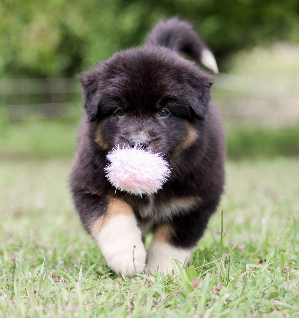 Of Wolf Descendants - Chiots disponibles - Berger Australien