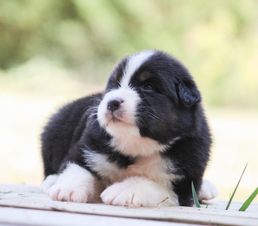 Of Wolf Descendants - Chiots disponibles - Berger Australien