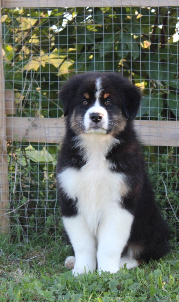 Of Wolf Descendants - Chiots disponibles - Berger Australien
