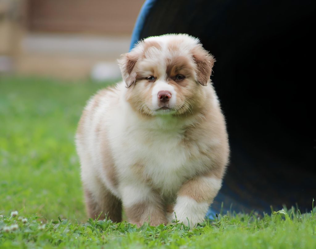 Of Wolf Descendants - Chiots disponibles - Berger Australien
